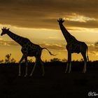 Giraffen im Abendlicht