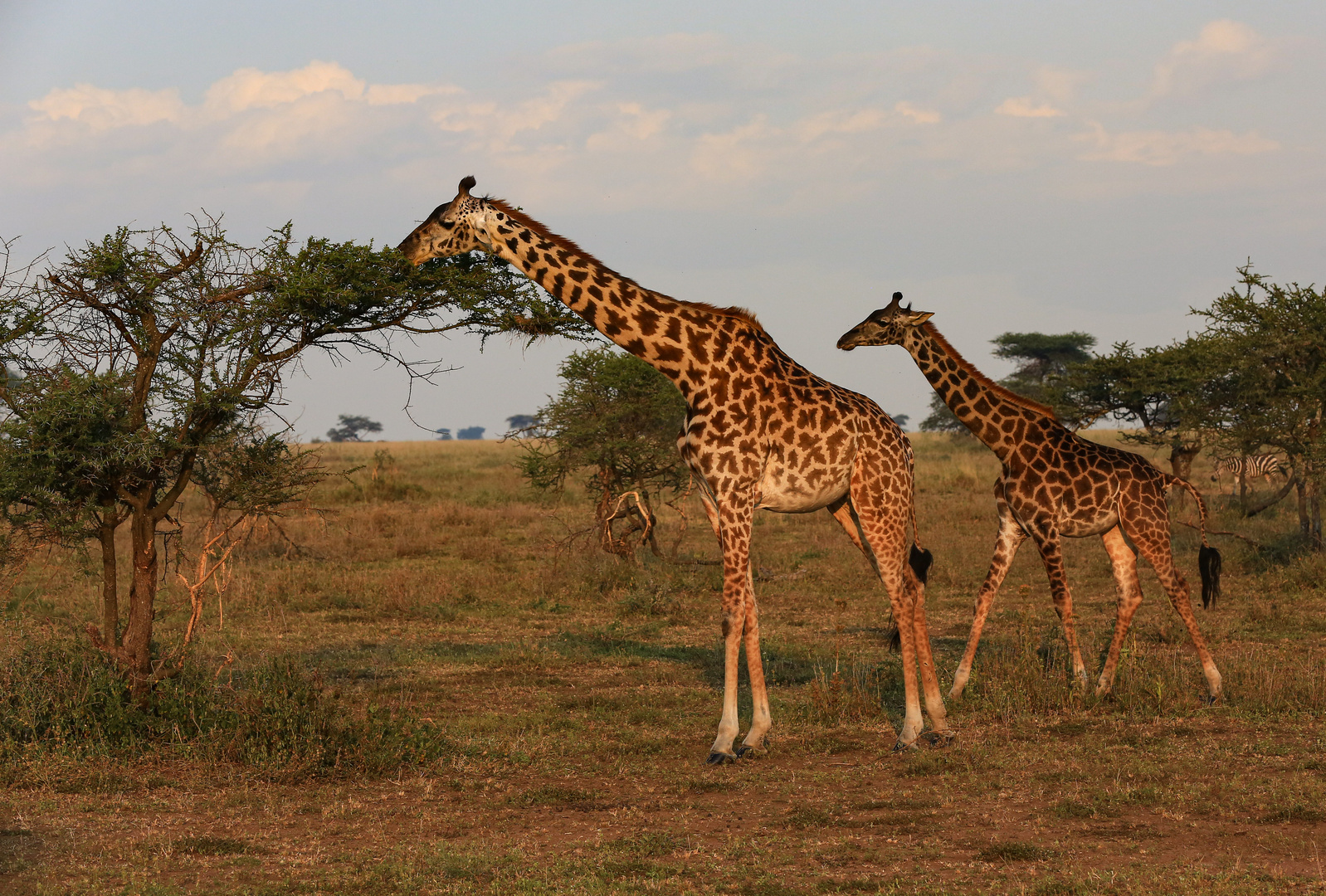 Giraffen im Abendlicht