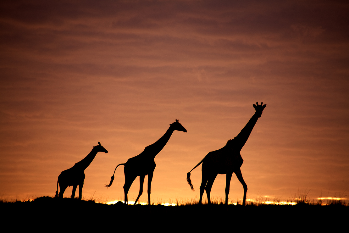 Giraffen im Abendrot