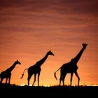 Giraffen im Abendrot