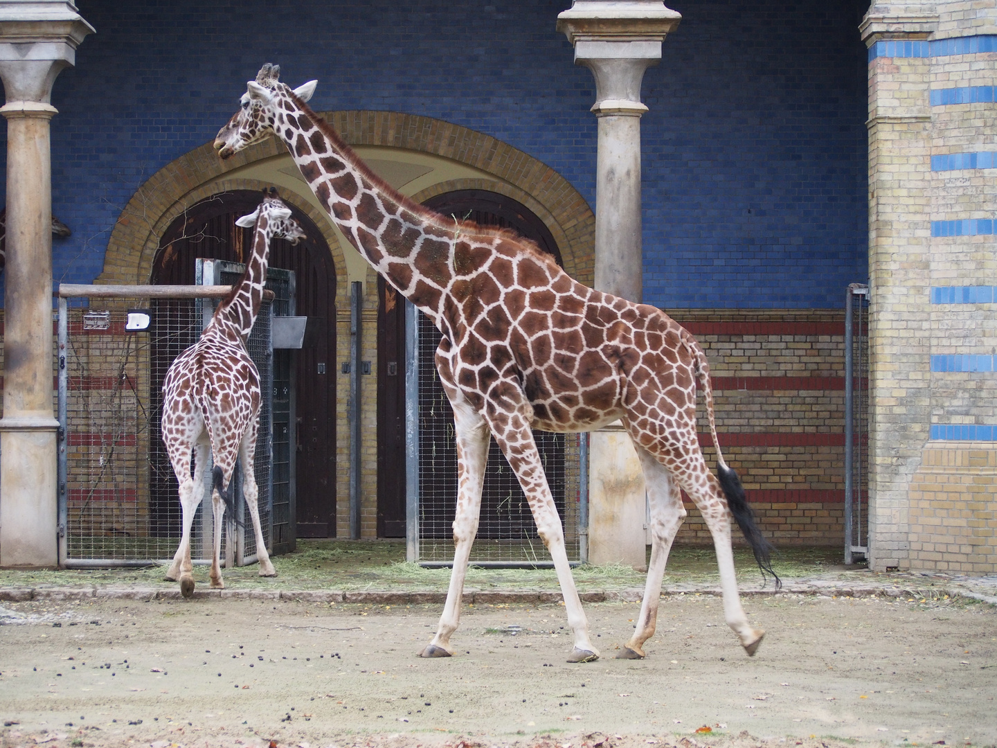 Giraffen im Berliner Zoo