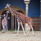 Giraffen im Berliner Zoo