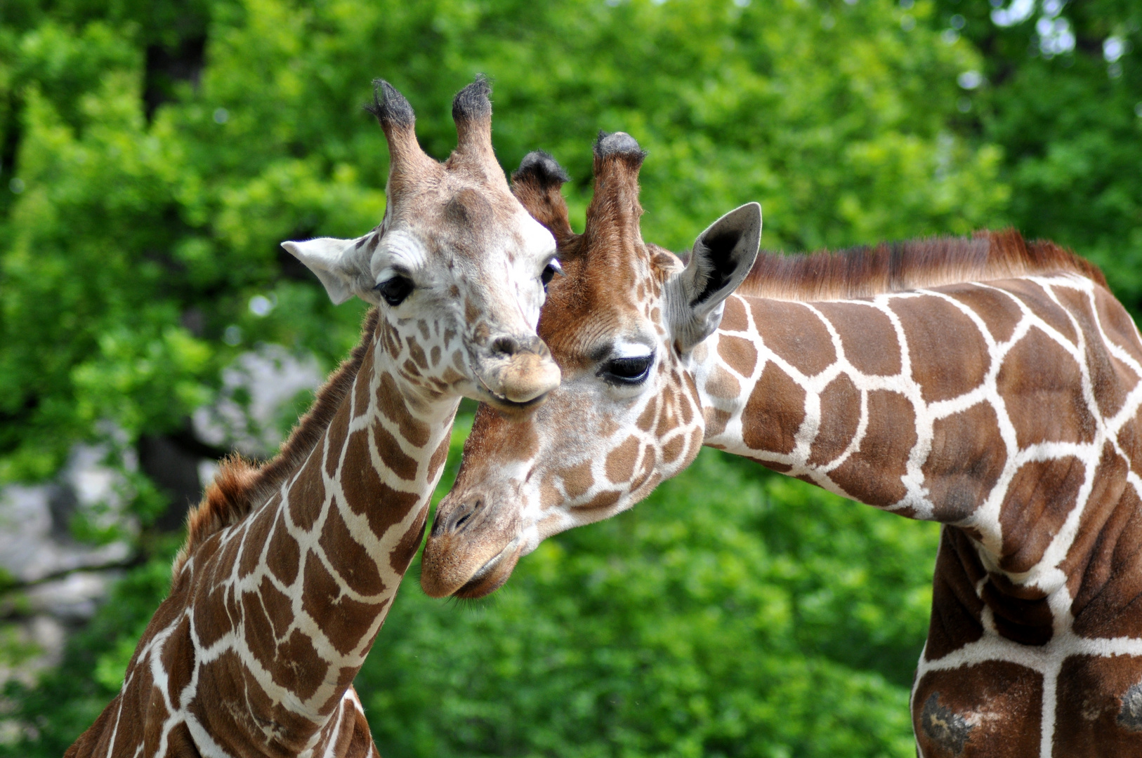 Giraffen im Berliner Zoo