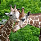 Giraffen im Berliner Zoo