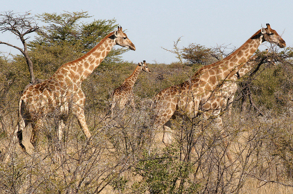 Giraffen im Busch