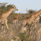 Giraffen im Busch