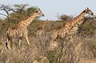 Giraffen im Busch by Max Michels