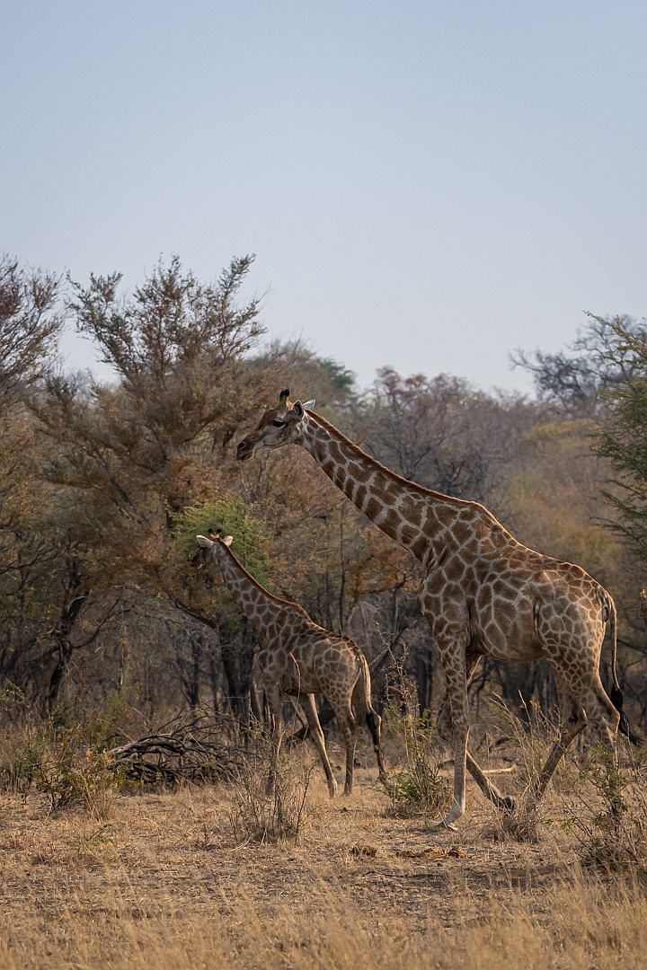 Giraffen im Caprivi