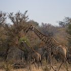 Giraffen im Caprivi