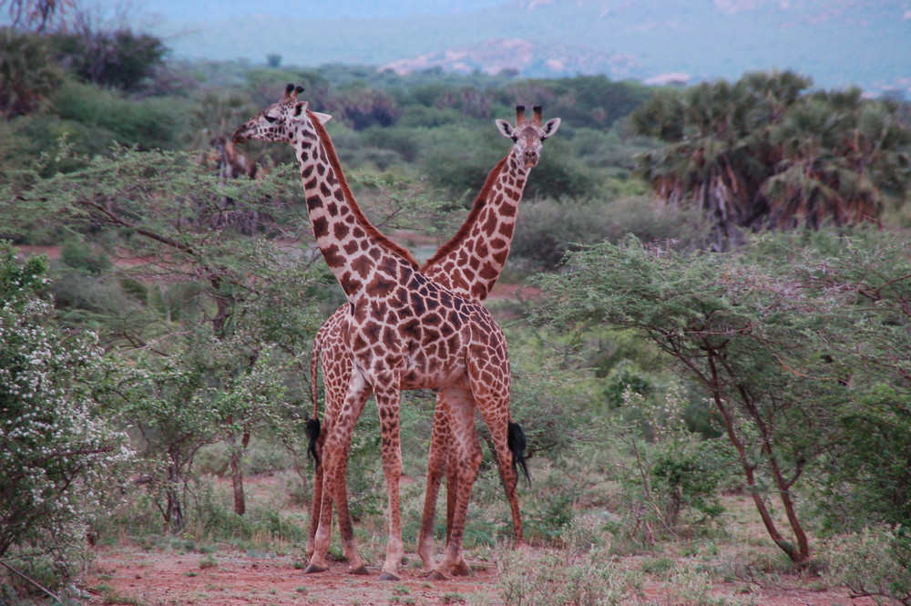 Giraffen im Doppelpack