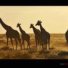 Giraffen im ersten Licht