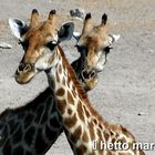 Giraffen im Etoscha