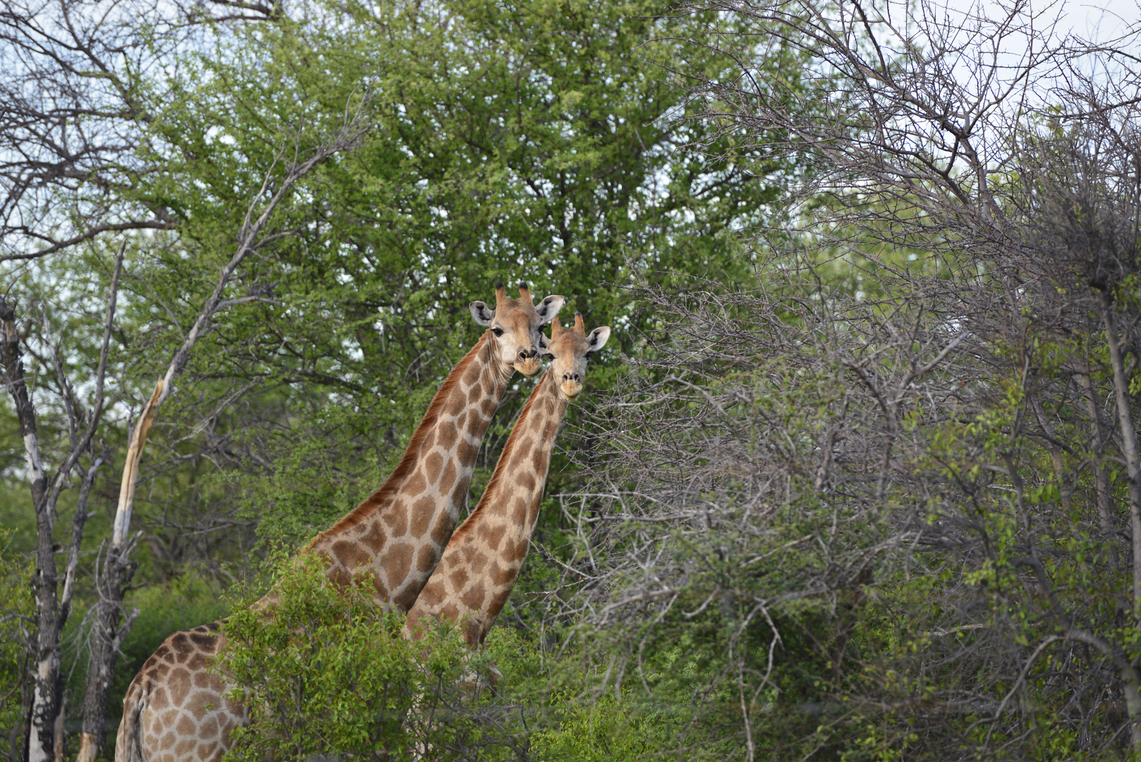 Giraffen im Etosha Nationalpark