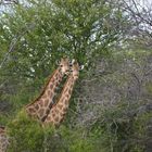 Giraffen im Etosha Nationalpark