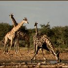 Giraffen im Etosha-Nationalpark