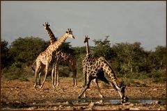 Giraffen im Etosha-Nationalpark