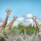 Giraffen im Etosha Nationalpark