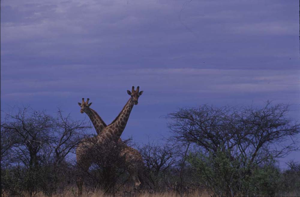 Giraffen im Etosha NP 01