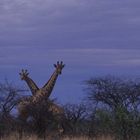 Giraffen im Etosha NP 01