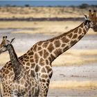 Giraffen im Etosha NP