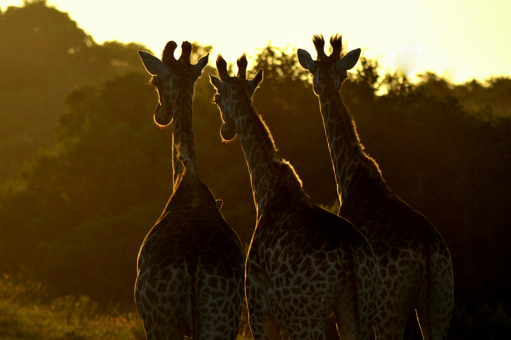 Giraffen im Gegenlicht