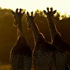 Giraffen im Gegenlicht
