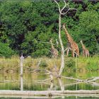 Giraffen im Harz?