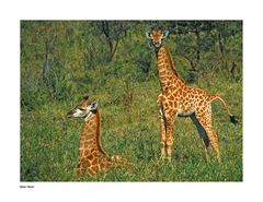 Giraffen im Hluhluwe Nationalpark (SA)