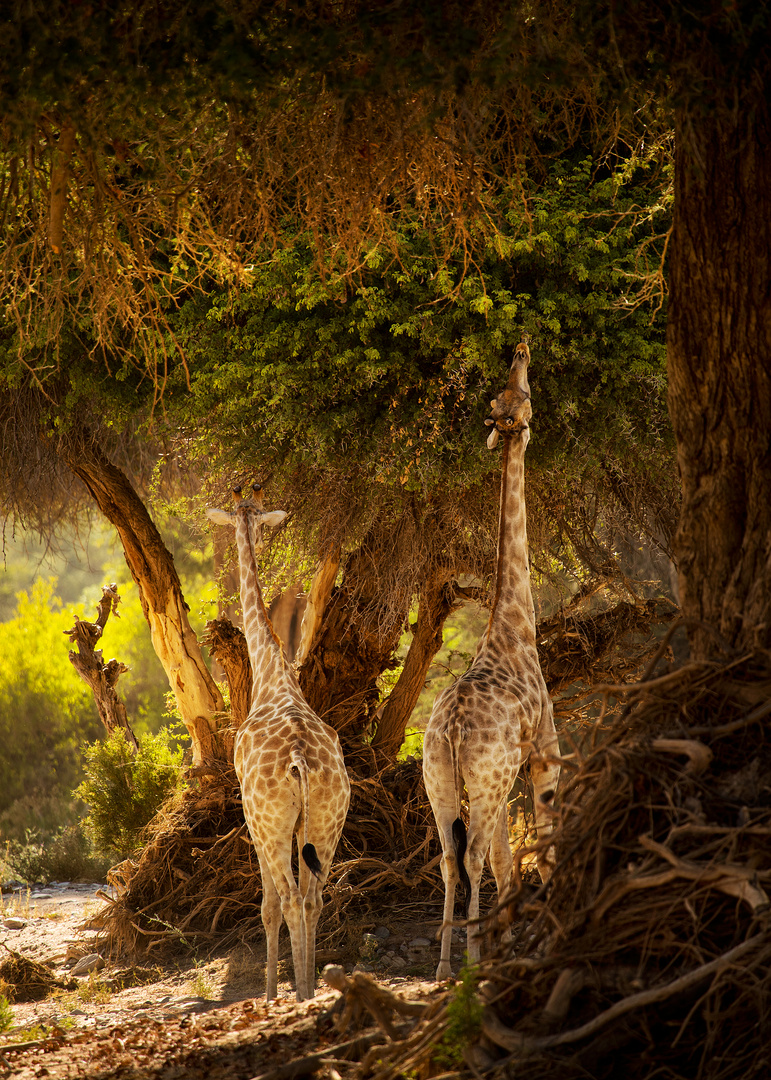 Giraffen im Hochformat