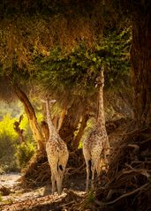 Giraffen im Hochformat