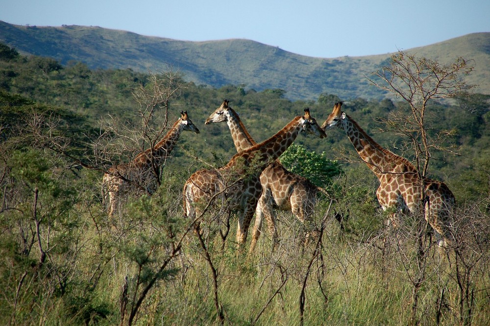 Giraffen im Huluhuwe Nationalpark