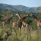 Giraffen im Huluhuwe Nationalpark