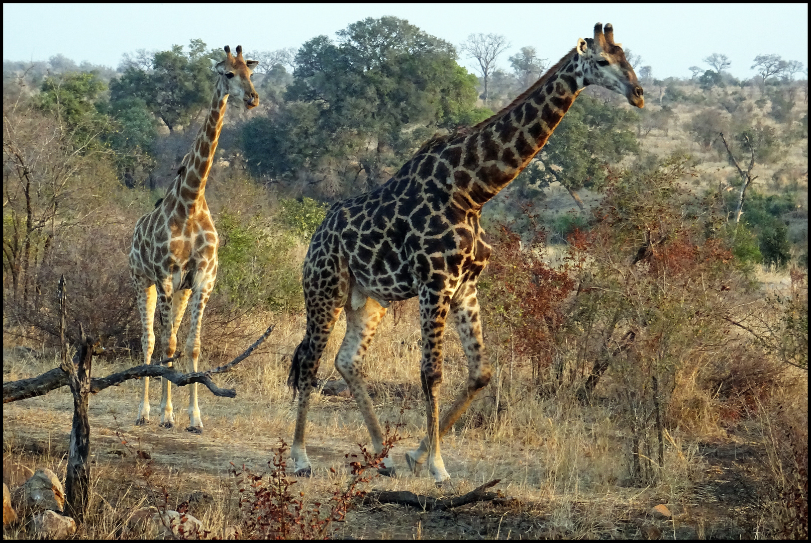 Giraffen im Krüger Nationalpark