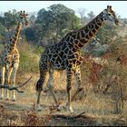 Giraffen im Krüger Nationalpark