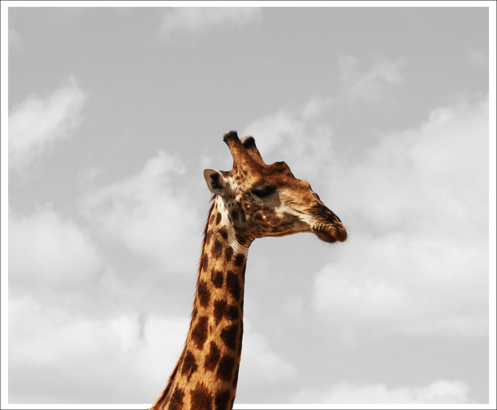Giraffen im Krüger Nationalpark - Nahaufnahme