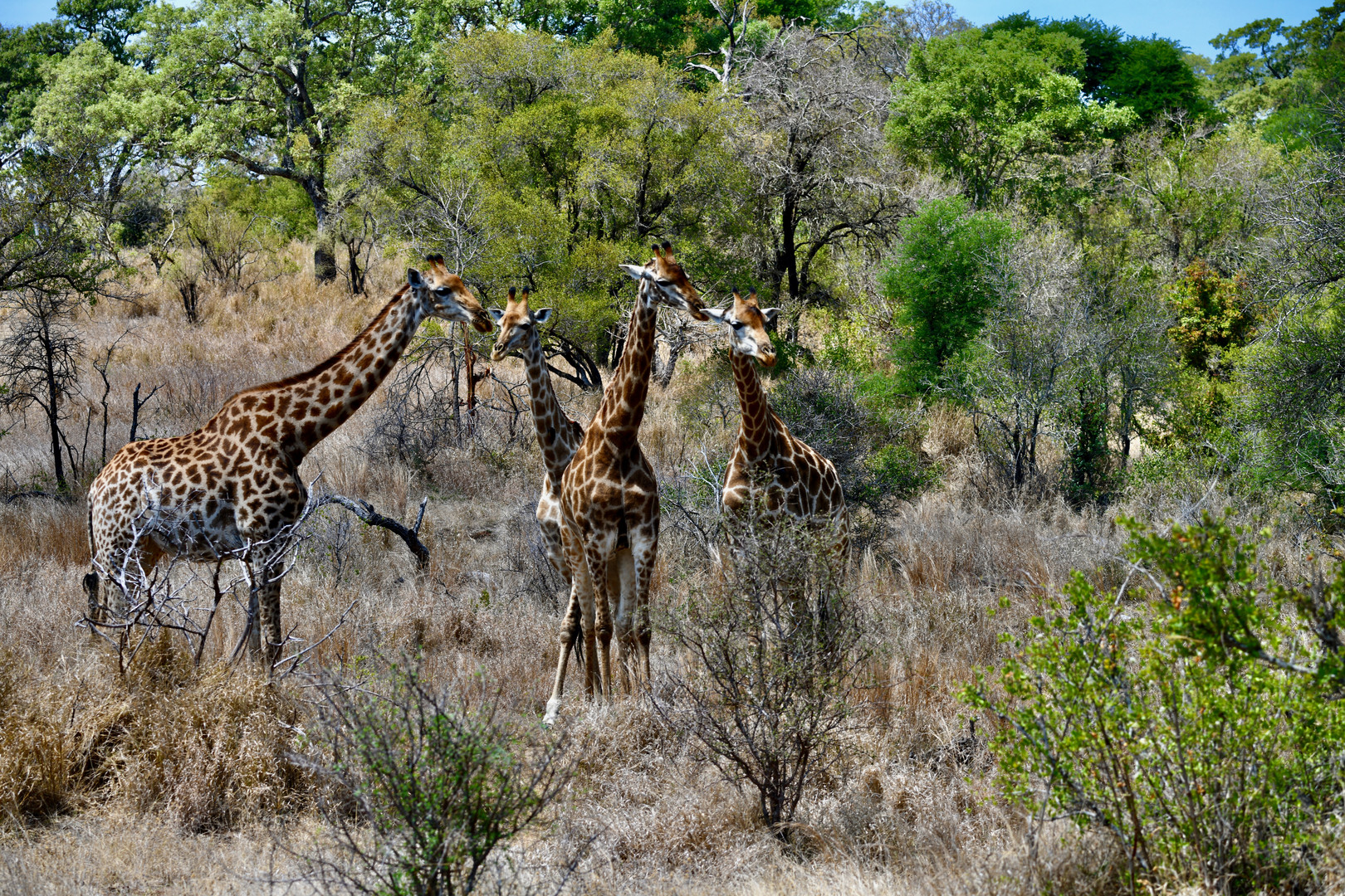 Giraffen im Krüger Nationalpark (Südafrika)