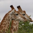 Giraffen im Krüger NP 2018 