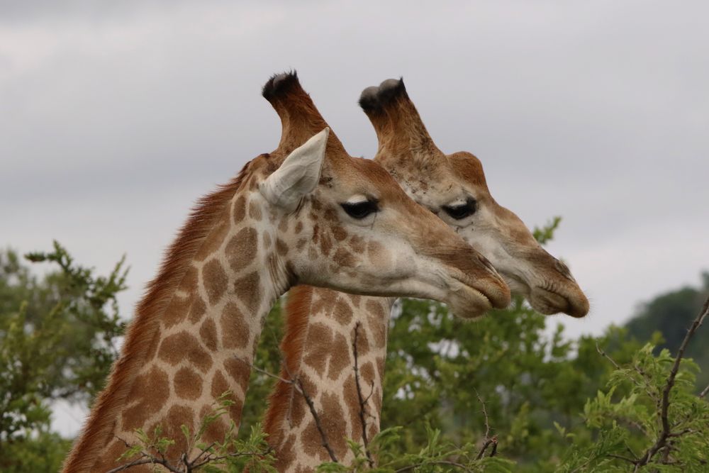 Giraffen im Krüger NP 2018 