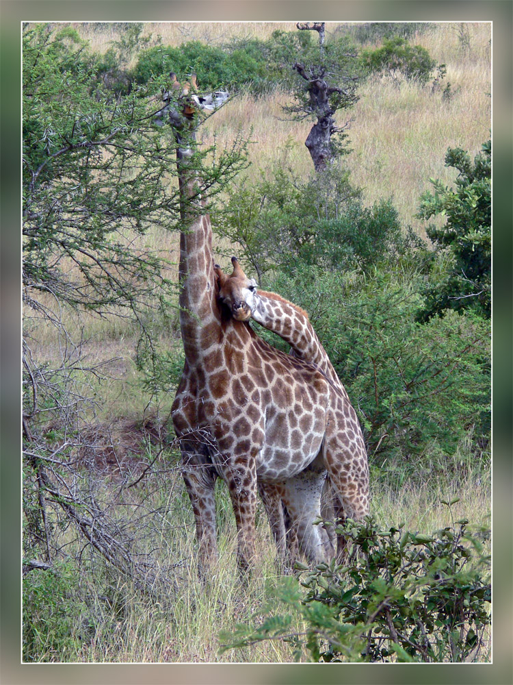 Giraffen im Krügerpark