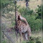 Giraffen im Krügerpark