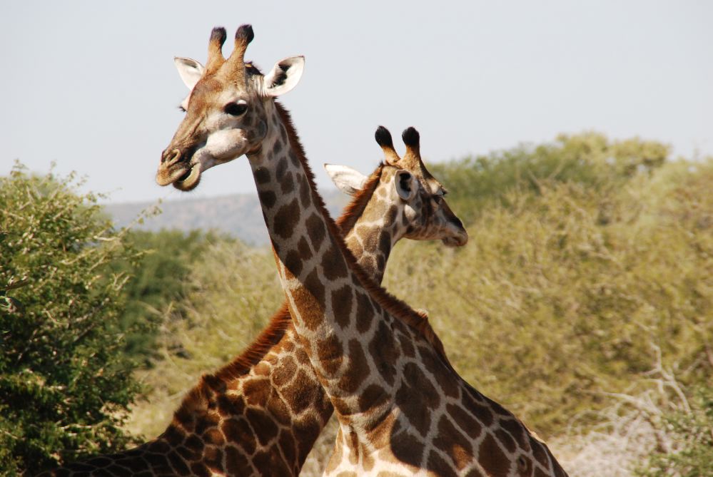 Giraffen im Kruger Park, Südafrika, Mai 2007