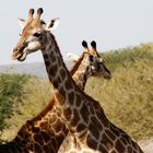 Giraffen im Kruger Park, Südafrika, Mai 2007
