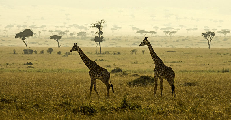 Giraffen im Massai Mara Reservat in Kenia