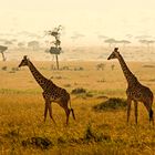 Giraffen im Massai Mara Reservat in Kenia