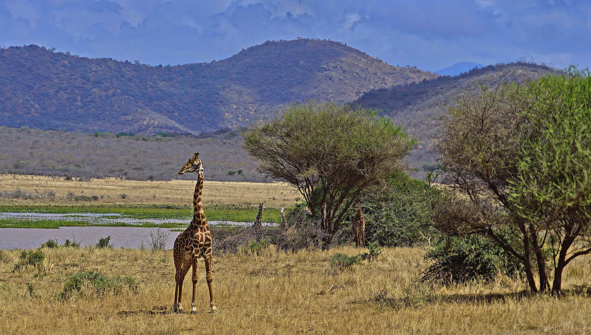 Giraffen im Mkomazi Nationalpark