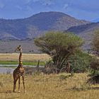 Giraffen im Mkomazi Nationalpark