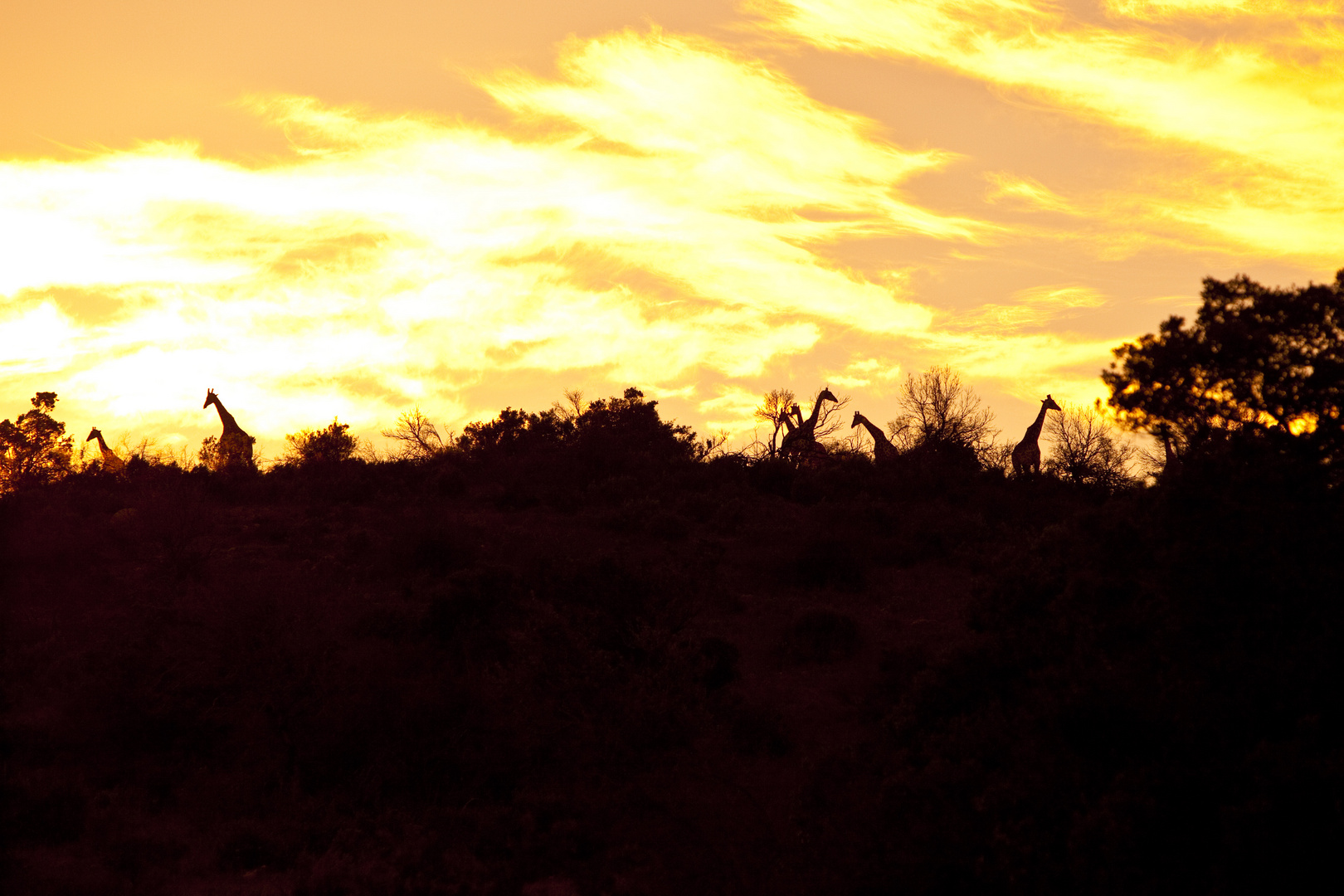 Giraffen im Morgenlicht