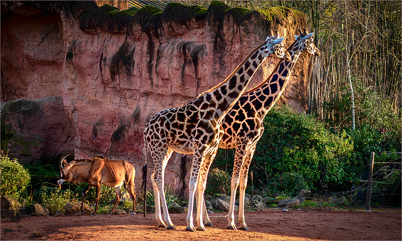 Giraffen im Nachmittagslicht