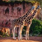 Giraffen im Nachmittagslicht