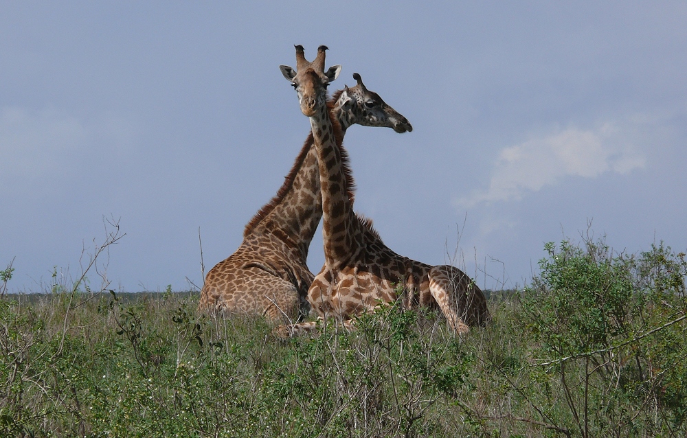 Giraffen im Nairobi National Park – Kenya